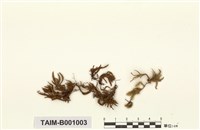 藏品(同蒴苔屬)的圖片